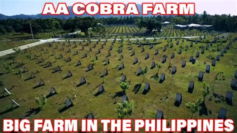 atong ang farm